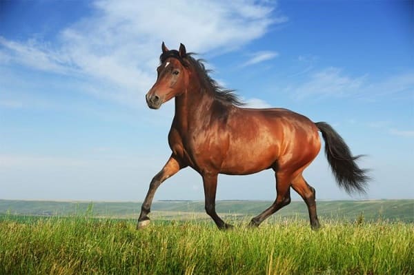 Mơ thấy con ngựa đánh con gì