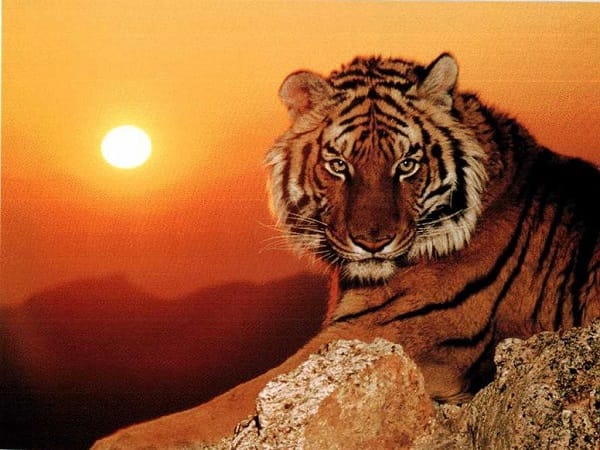 mơ thấy con hổ
